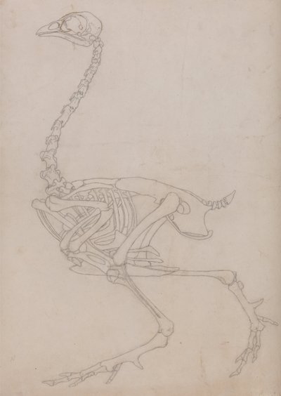 Een vergelijkende anatomische expositie van de structuur van het menselijk lichaam met dat van een tijger en een co... door George Stubbs